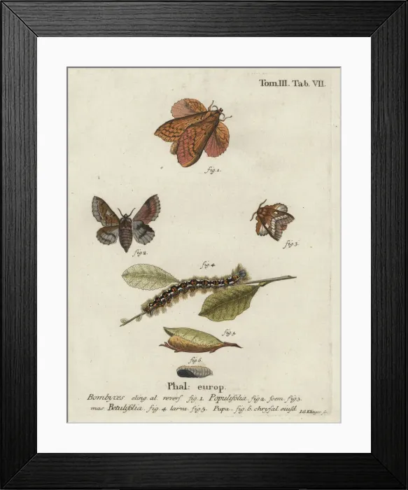 Framed Print : Poplar lappet and small lappet moths Framed Print : Poplar lappet and small lappet moths