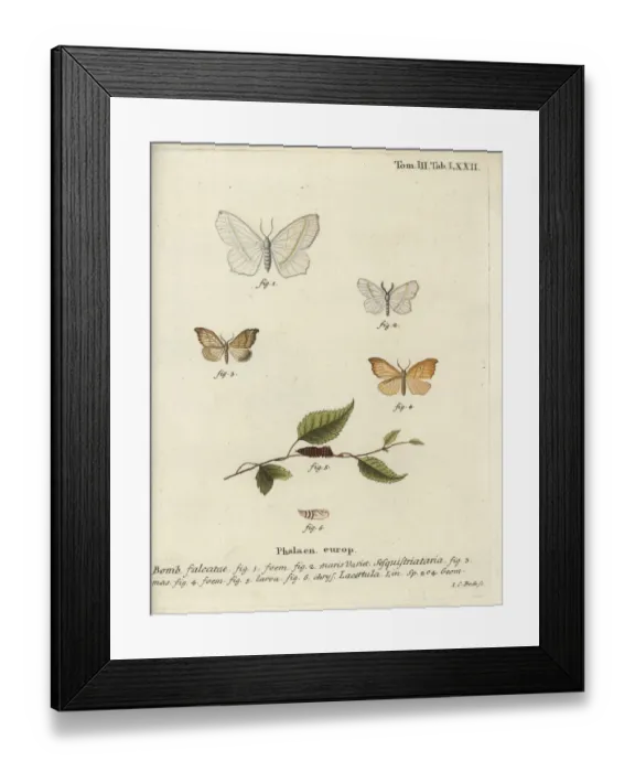 Framed Print : Light emerald and scalloped hook-tip Framed Print : Light emerald and scalloped hook-tip