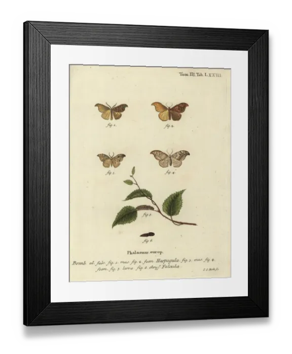 Framed Print : Scarce hook-tip and pebble hook-tip Framed Print : Scarce hook-tip and pebble hook-tip
