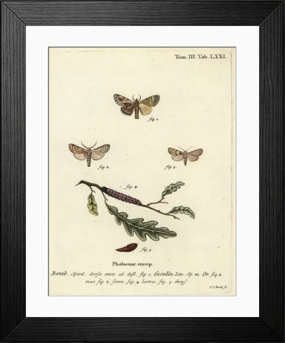 Framed Print : Maple prominent and heart moth Framed Print : Maple prominent and heart moth