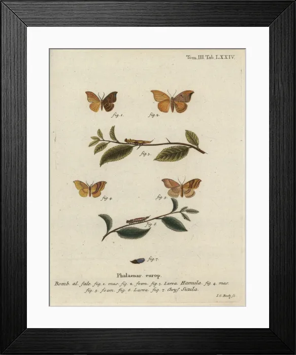 Framed Print : Oak hook-tip and barred hook-tip Framed Print : Oak hook-tip and barred hook-tip