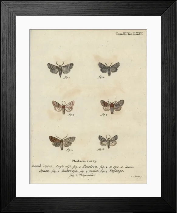 Framed Print : Powdered quaker, red chestnut, brick moth, etc Framed Print : Powdered quaker, red chestnut, brick moth, etc