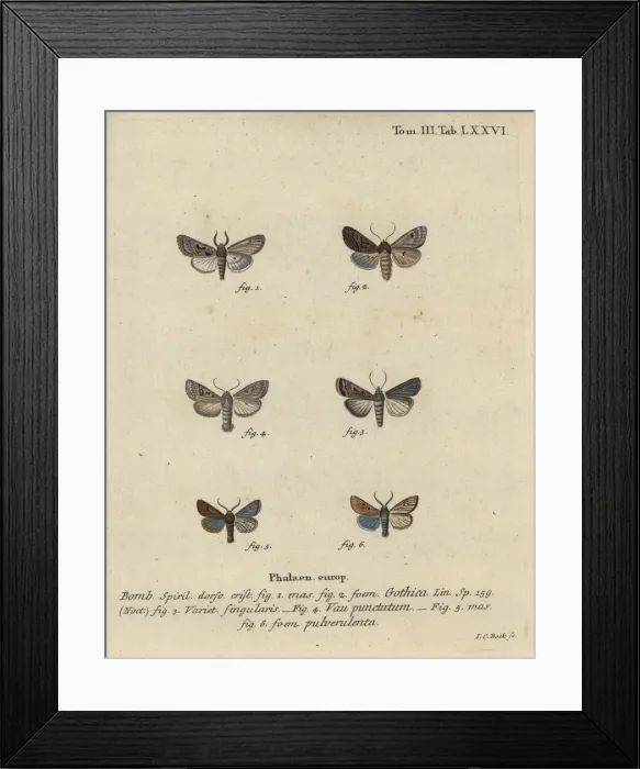 Framed Print : Hebrew character, black-spot chestnut, small quaker Framed Print : Hebrew character, black-spot chestnut, small quaker