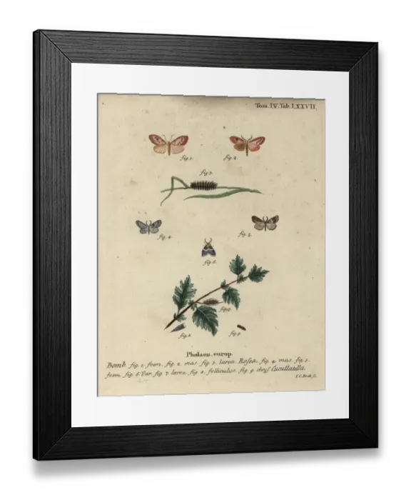 Framed Print : Rosy footman and short-cloaked moth Framed Print : Rosy footman and short-cloaked moth