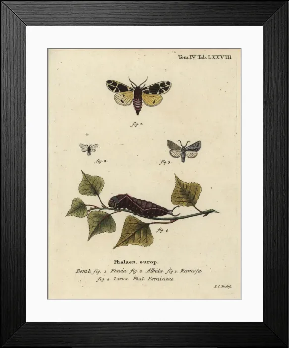 Framed Print : Yellow tiger moth, white ermine larva, etc Framed Print : Yellow tiger moth, white ermine larva, etc
