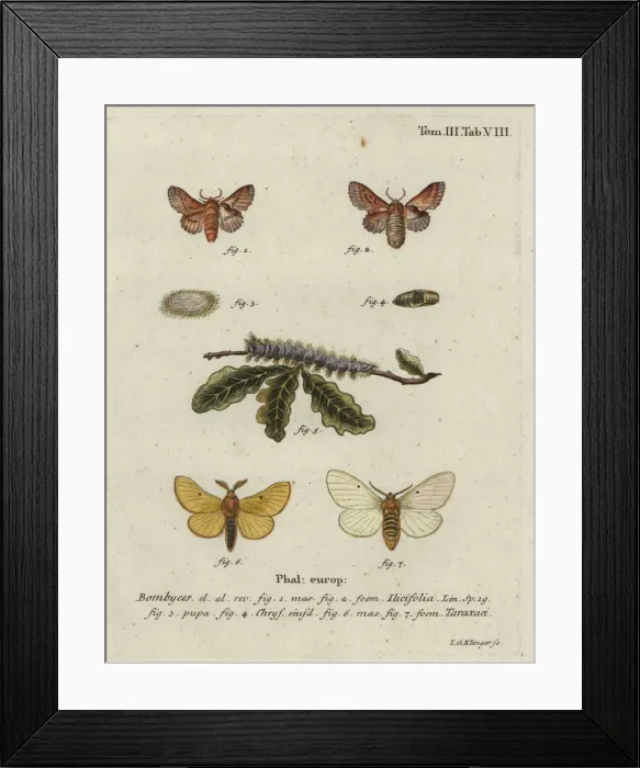 Framed Print : Small lappet and autumn silkworm moth Framed Print : Small lappet and autumn silkworm moth