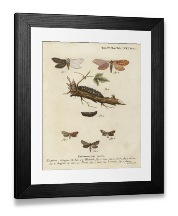 Framed Print : Ghost moth and gold swift Framed Print : Ghost moth and gold swift