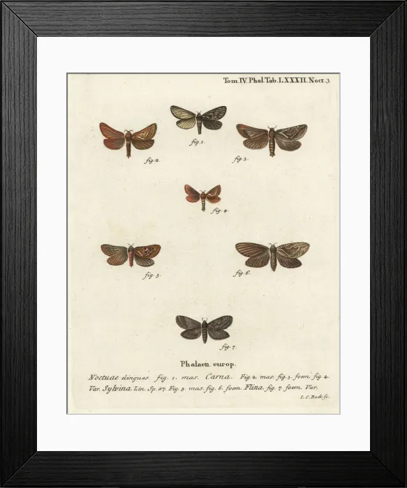 Framed Print : Pharmacis carna, orange swift and gold swift moths Framed Print : Pharmacis carna, orange swift and gold swift moths