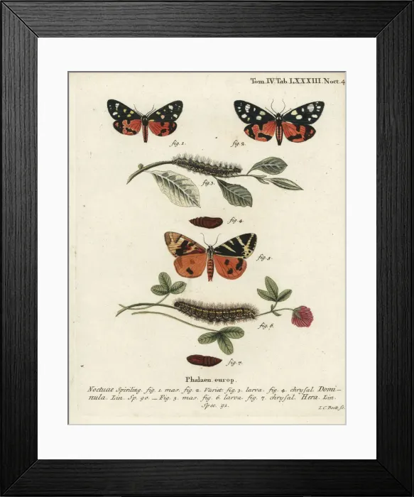 Framed Print : Scarlet tiger moth and Jersey tiger moth Framed Print : Scarlet tiger moth and Jersey tiger moth
