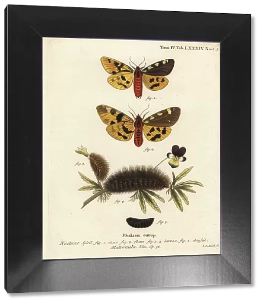 Large tiger moth, Pericallia matronula