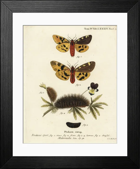 Framed Print : Large tiger moth, Pericallia matronula Framed Print : Large tiger moth, Pericallia matronula