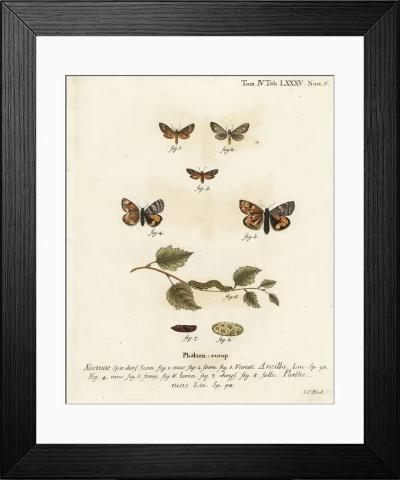 Framed Print : Handmaid moth and orange underwing moth Framed Print : Handmaid moth and orange underwing moth