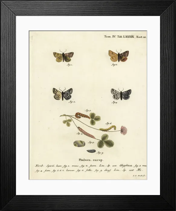 Framed Print : Burnet companion moth and the Mother Shipton moth Framed Print : Burnet companion moth and the Mother Shipton moth