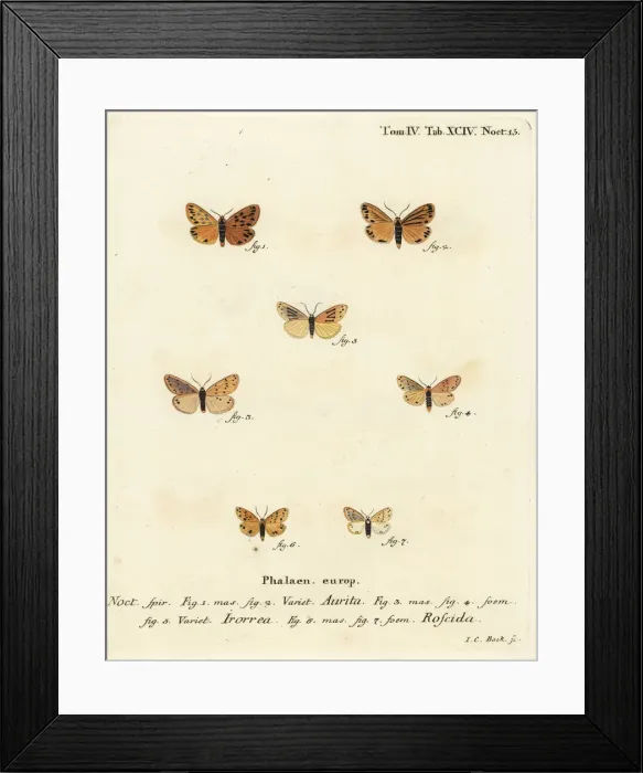 Framed Print : Setina aurita, dew moth and Setina roscida Framed Print : Setina aurita, dew moth and Setina roscida