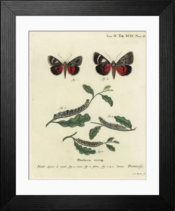 Framed Print : Light crimson underwing moth, Catocala promissa Framed Print : Light crimson underwing moth, Catocala promissa