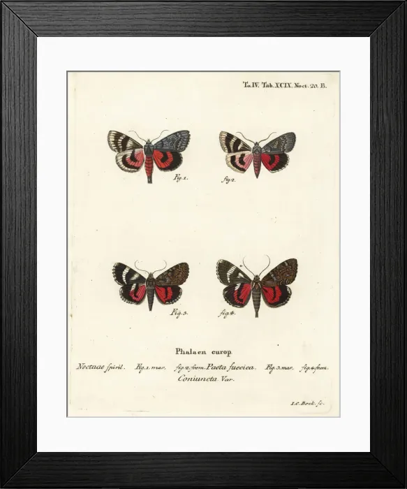 Framed Print : Underwing moths, Catocala pacta and Catocala coniuncta Framed Print : Underwing moths, Catocala pacta and Catocala coniuncta
