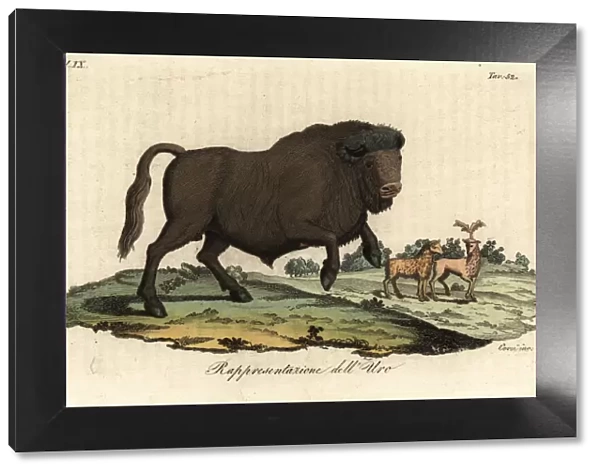 Extinct bull aurochs, Bos primigenius