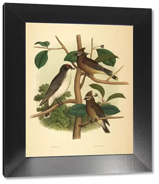 Eastern kingbird and cedar waxwing
