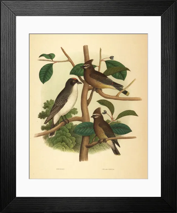 Framed Print : Eastern kingbird and cedar waxwing