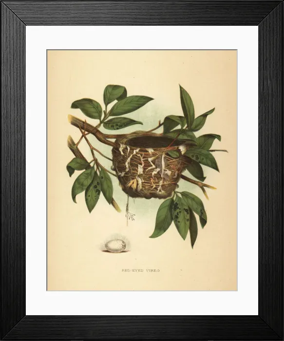 Framed Print : Red-eyed vireo Vireo olivaceus Framed Print : Red-eyed vireo Vireo olivaceus