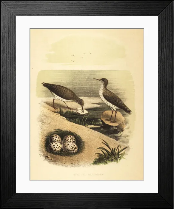 Framed Print : Spotted sandpiper, Actitis macularius