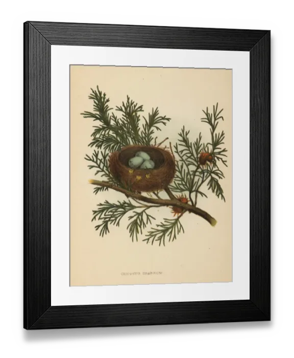 Framed Print : Chipping sparrow, Spizella passerina Framed Print : Chipping sparrow, Spizella passerina