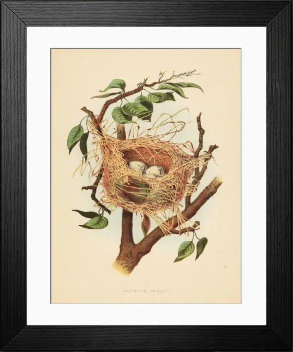 Framed Print : Nest and eggs of the orchard oriole, Icterus spurius Framed Print : Nest and eggs of the orchard oriole, Icterus spurius