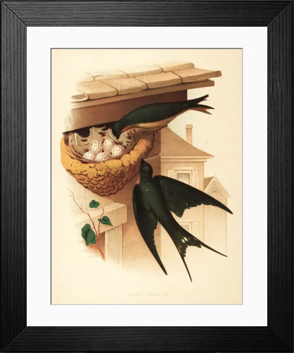 Framed Print : Barn swallow, Hirundo rustica