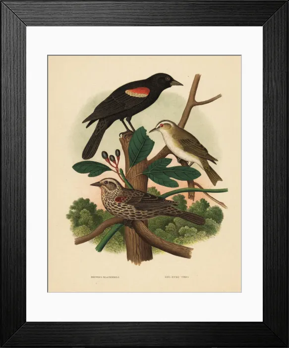 Framed Print : Redwing blackbird and red-eyed vireo Framed Print : Redwing blackbird and red-eyed vireo