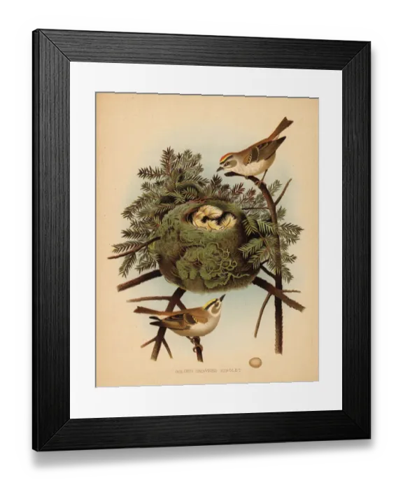 Framed Print : Golden-crowned kinglet, Regulus satrapa Framed Print : Golden-crowned kinglet, Regulus satrapa