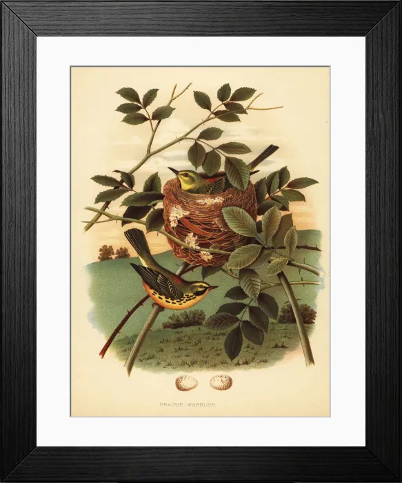 Framed Print : Prairie warbler, Setophaga discolor Framed Print : Prairie warbler, Setophaga discolor