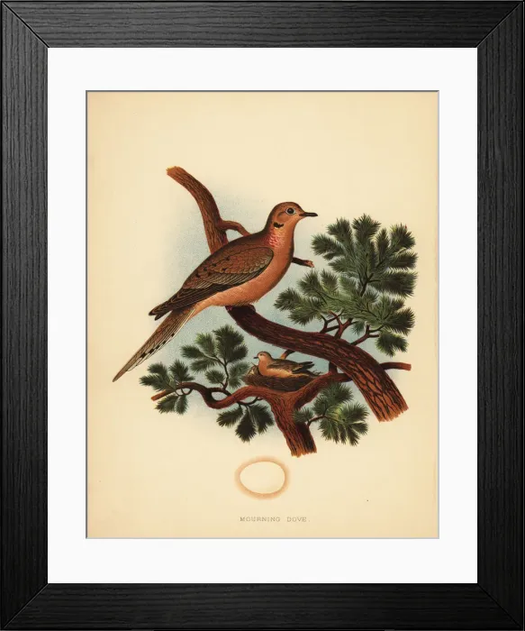 Framed Print : Mourning dove, Zenaida macroura Framed Print : Mourning dove, Zenaida macroura