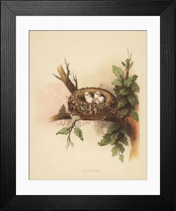 Framed Print : Eastern wood pewee, Contopus virens Framed Print : Eastern wood pewee, Contopus virens