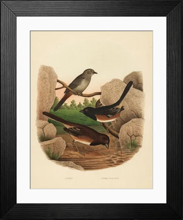 Framed Print : Gray catbird and eastern towhee