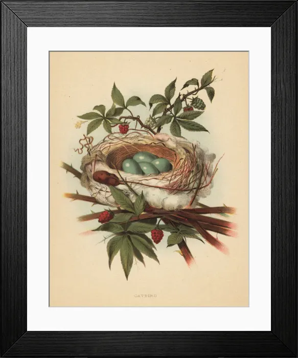 Framed Print : Gray catbird, Dumetella carolinensis Framed Print : Gray catbird, Dumetella carolinensis