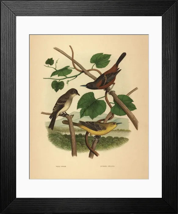 Framed Print : Eastern wood pewee and orchard orioles Framed Print : Eastern wood pewee and orchard orioles