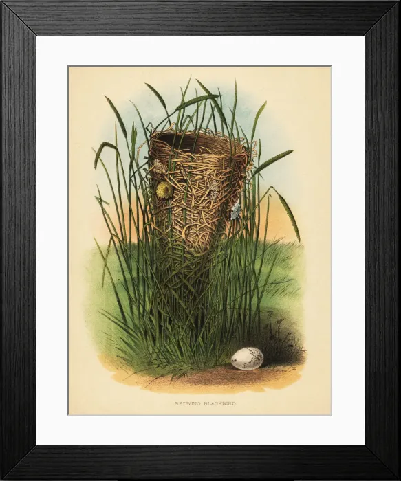 Framed Print : Nest and egg of the redwing blackbird, Agelaius phoeniceus Framed Print : Nest and egg of the redwing blackbird, Agelaius phoeniceus