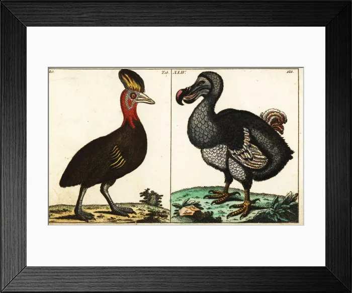 Framed Print : Northern cassowary and extinct dodo Framed Print : Northern cassowary and extinct dodo
