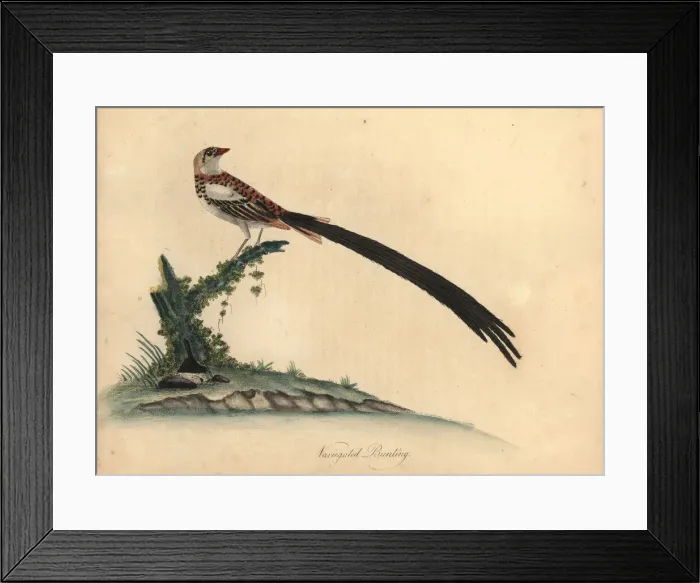Framed Print : Pin-tailed whydah, Vidua macroura Framed Print : Pin-tailed whydah, Vidua macroura