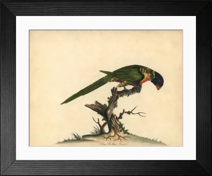 Framed Print : Rainbow lorikeet, Trichoglossus moluccanus Framed Print : Rainbow lorikeet, Trichoglossus moluccanus