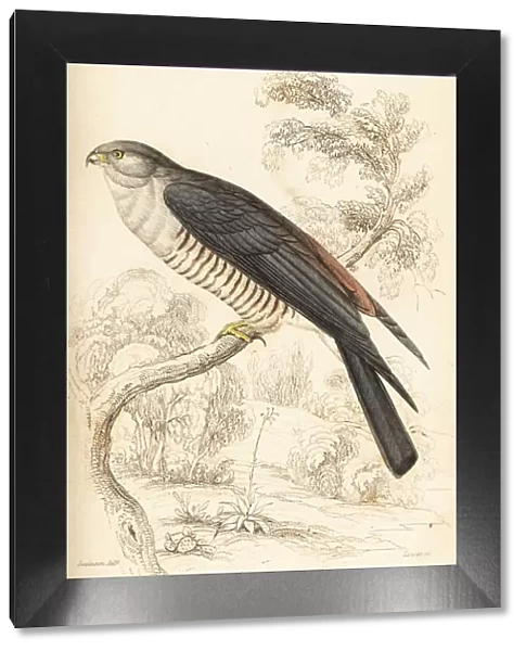African cuckoo-hawk, Aviceda cuculoides