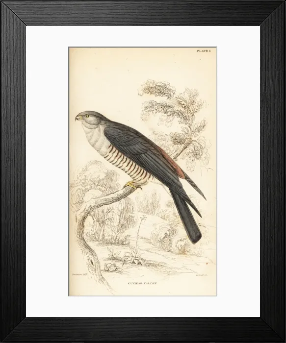 Framed Print : African cuckoo-hawk, Aviceda cuculoides Framed Print : African cuckoo-hawk, Aviceda cuculoides