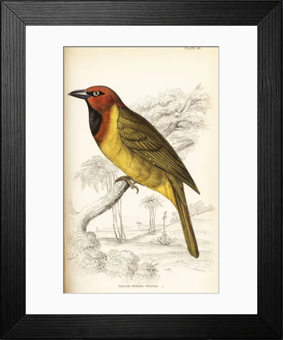 Framed Print : Olive-naped weaver, Ploceus brachypterus Framed Print : Olive-naped weaver, Ploceus brachypterus