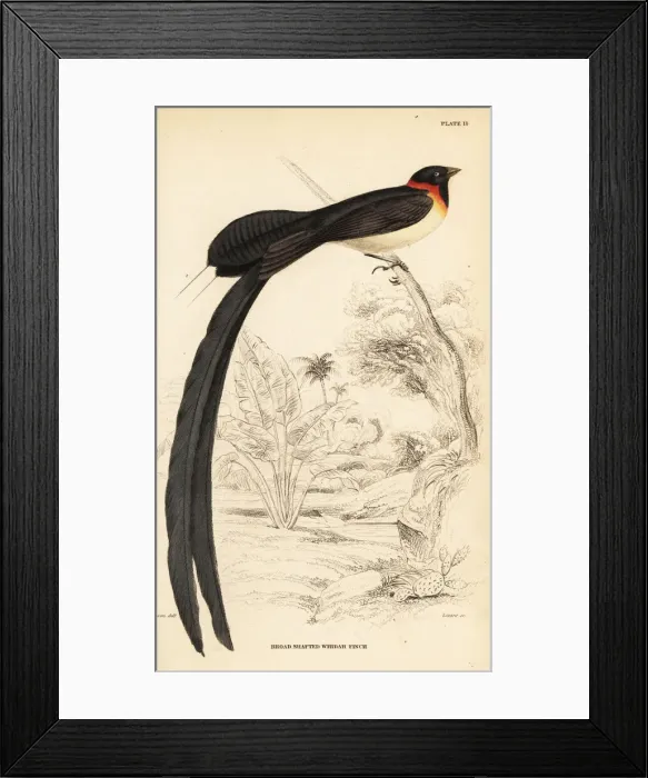 Framed Print : Long-tailed paradise-whydah, Vidua paradisaea Framed Print : Long-tailed paradise-whydah, Vidua paradisaea