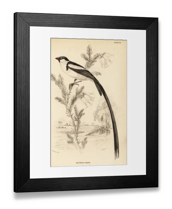 Framed Print : Pin-tailed whydah, Vidua macroura Framed Print : Pin-tailed whydah, Vidua macroura
