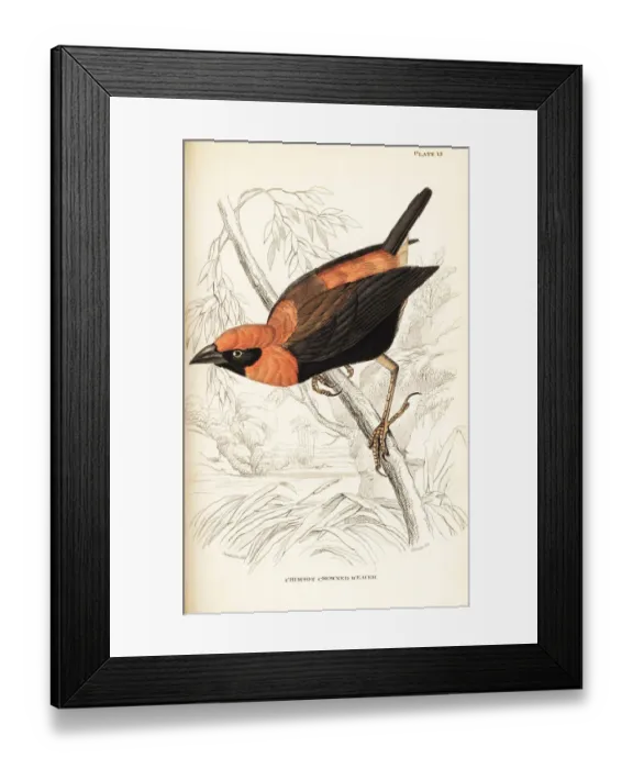 Framed Print : Black-winged red bishop, Euplectes hordeaceus Framed Print : Black-winged red bishop, Euplectes hordeaceus