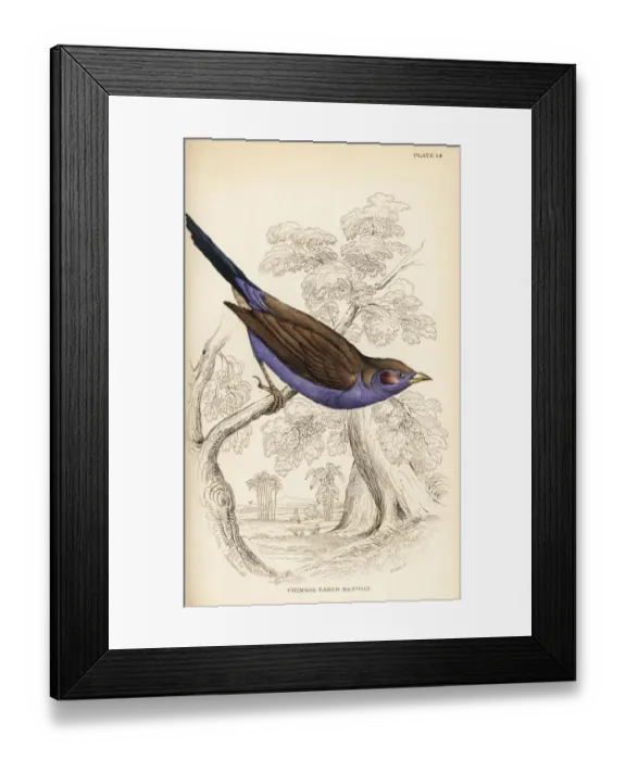 Framed Print : Red-cheeked cordon-bleu, Uraeginthus bengalus Framed Print : Red-cheeked cordon-bleu, Uraeginthus bengalus