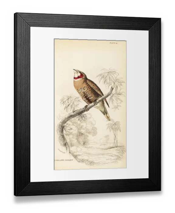 Framed Print : Cut-throat finch, Amadina fasciata Framed Print : Cut-throat finch, Amadina fasciata