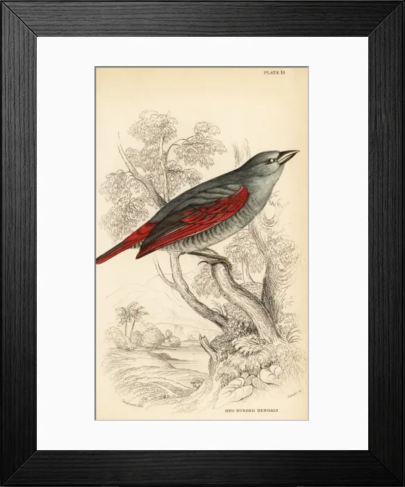 Framed Print : Red-winged pytilia, Pytilia phoenicoptera Framed Print : Red-winged pytilia, Pytilia phoenicoptera