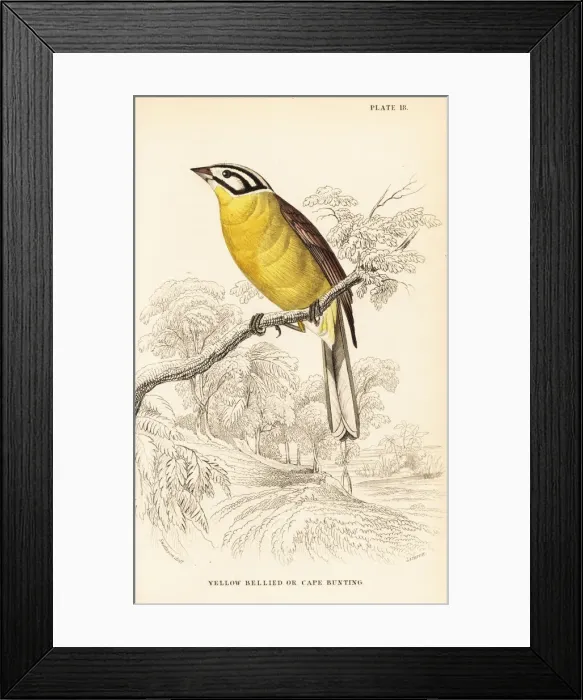 Framed Print : Cape bunting, Emberiza capensis Framed Print : Cape bunting, Emberiza capensis